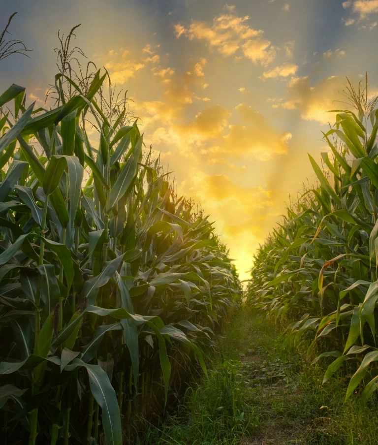 ścieżka pośród rosnącej kukurydzy
