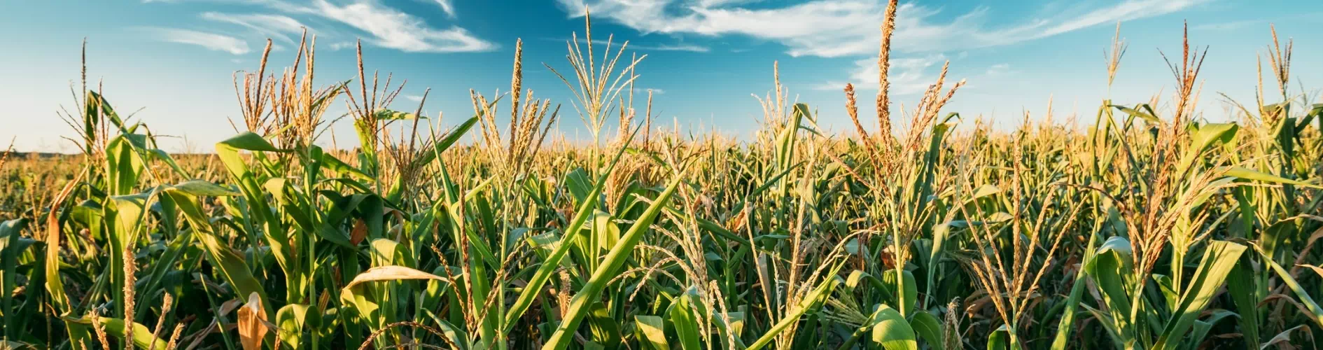 kłosy kukurydzy
